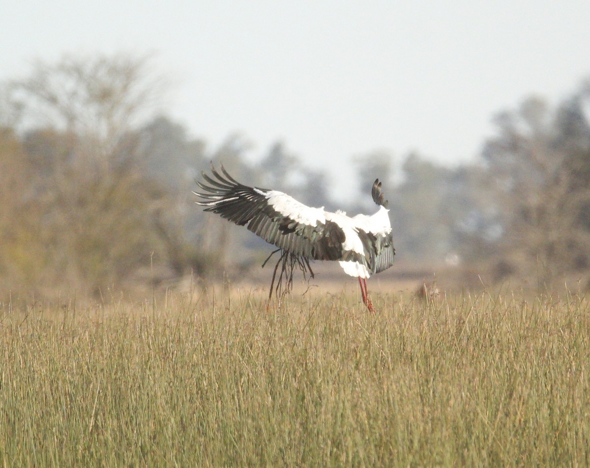 Maguari Stork - ML646706585