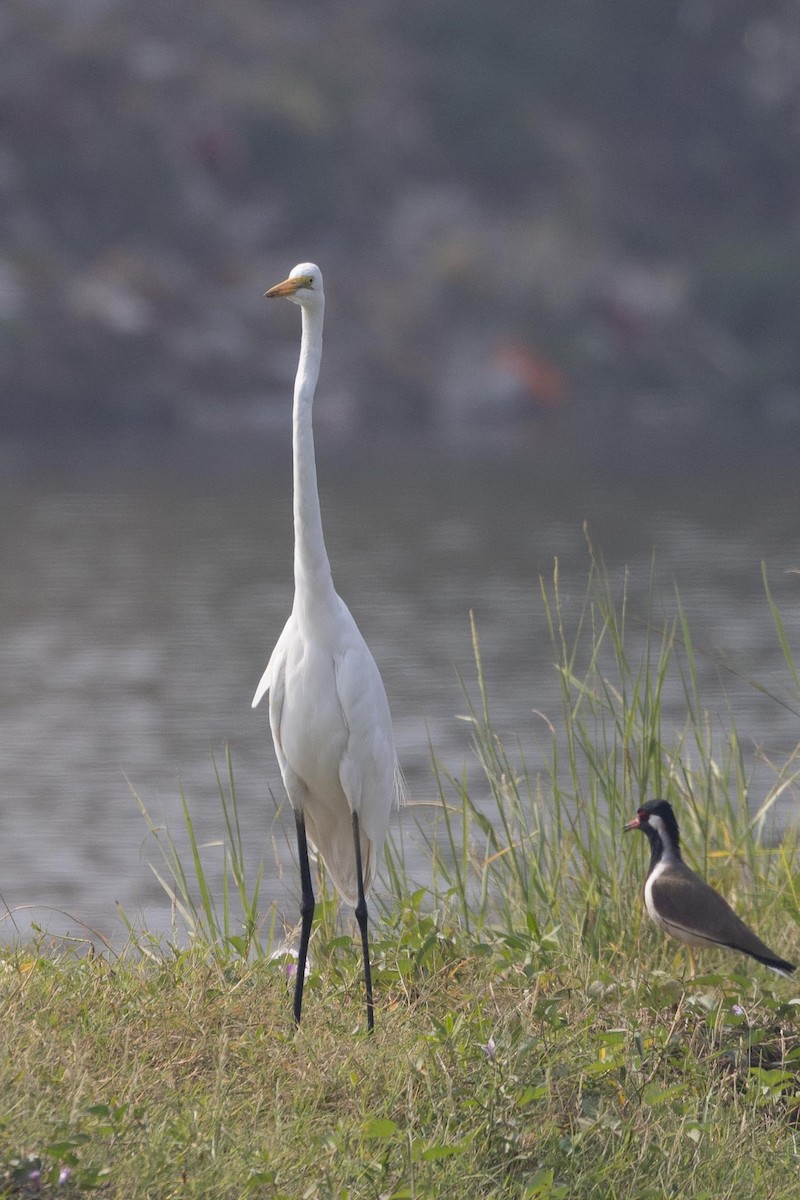 Airone bianco maggiore - ML646706586