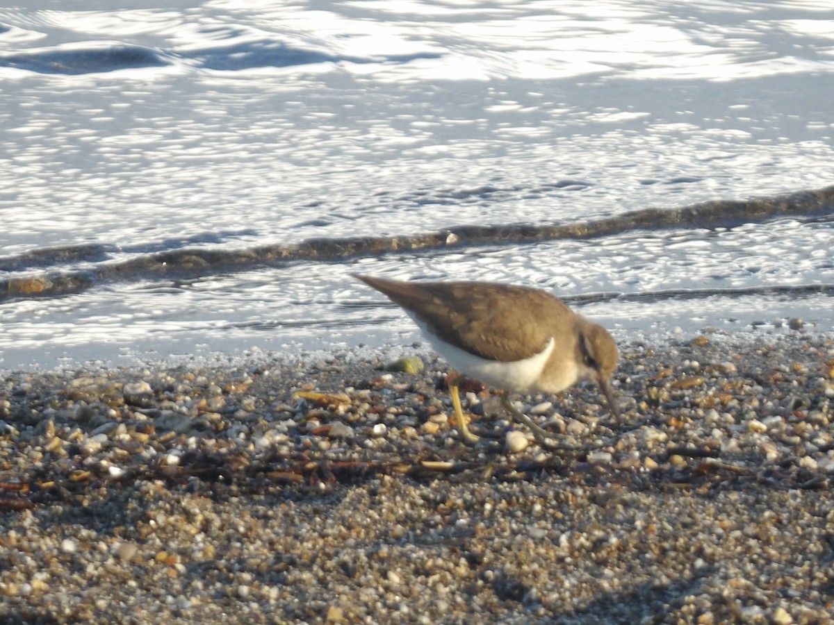 Spotted Sandpiper - ML646706587