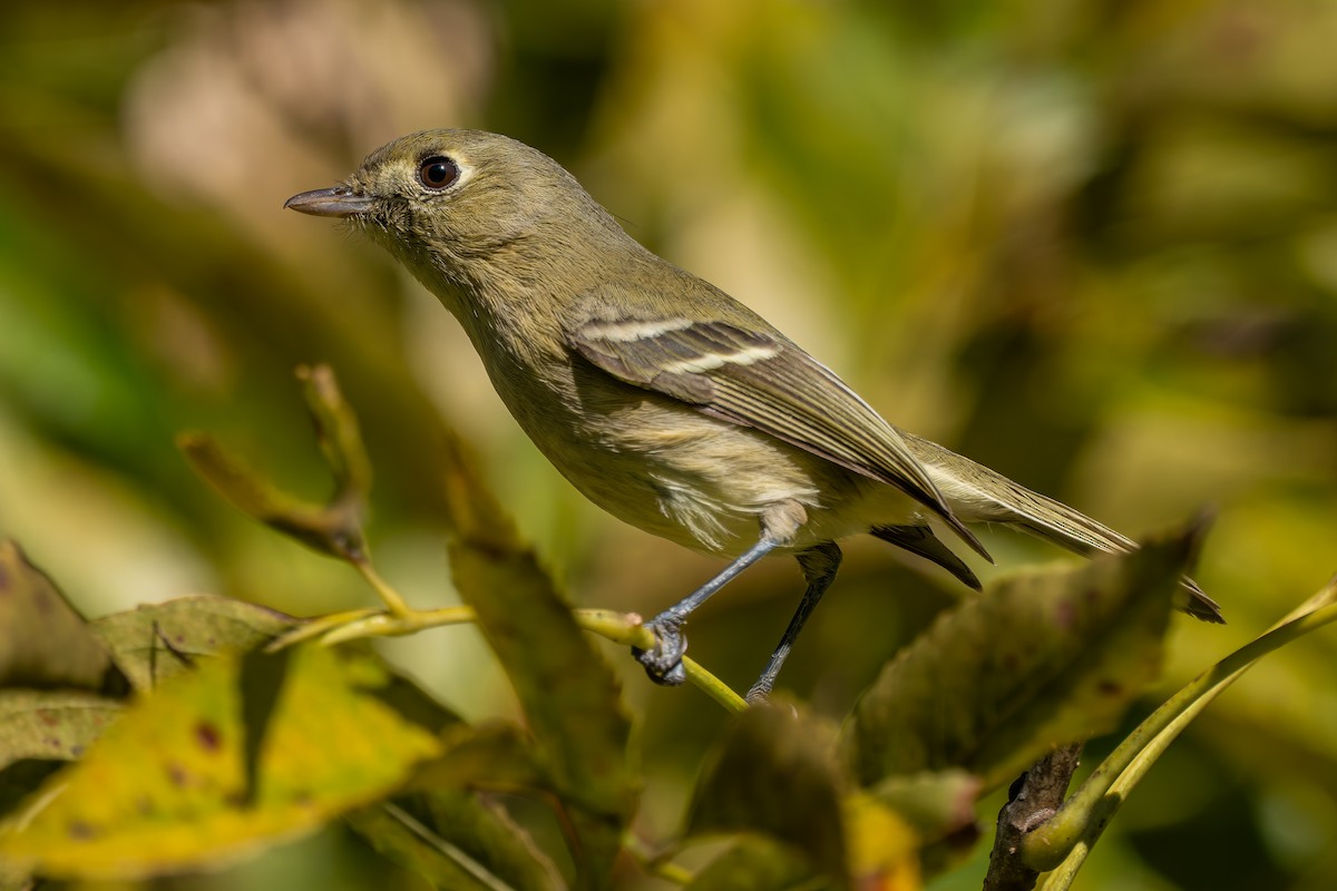 Hutton's Vireo - ML646706589