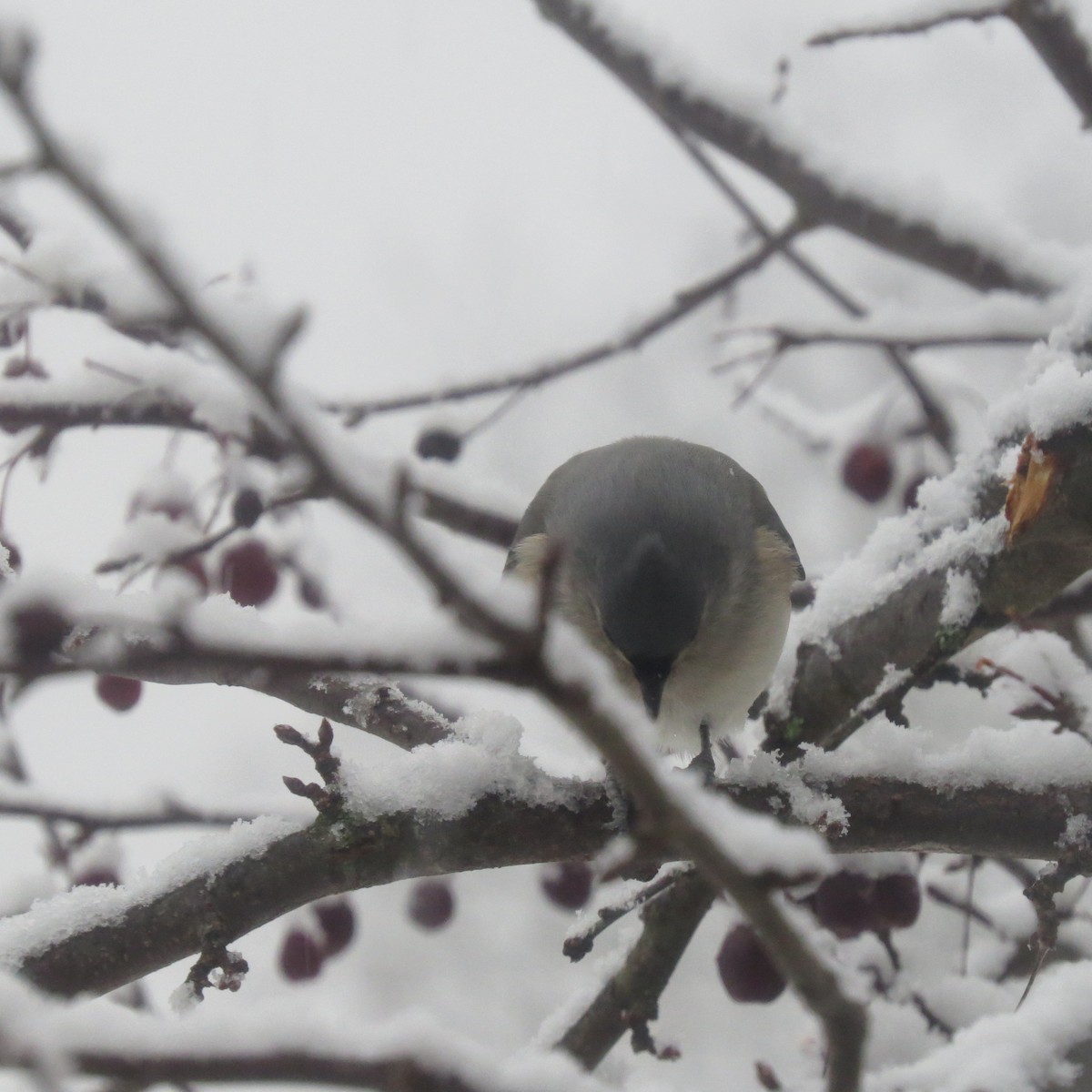 Tufted Titmouse - ML646706591