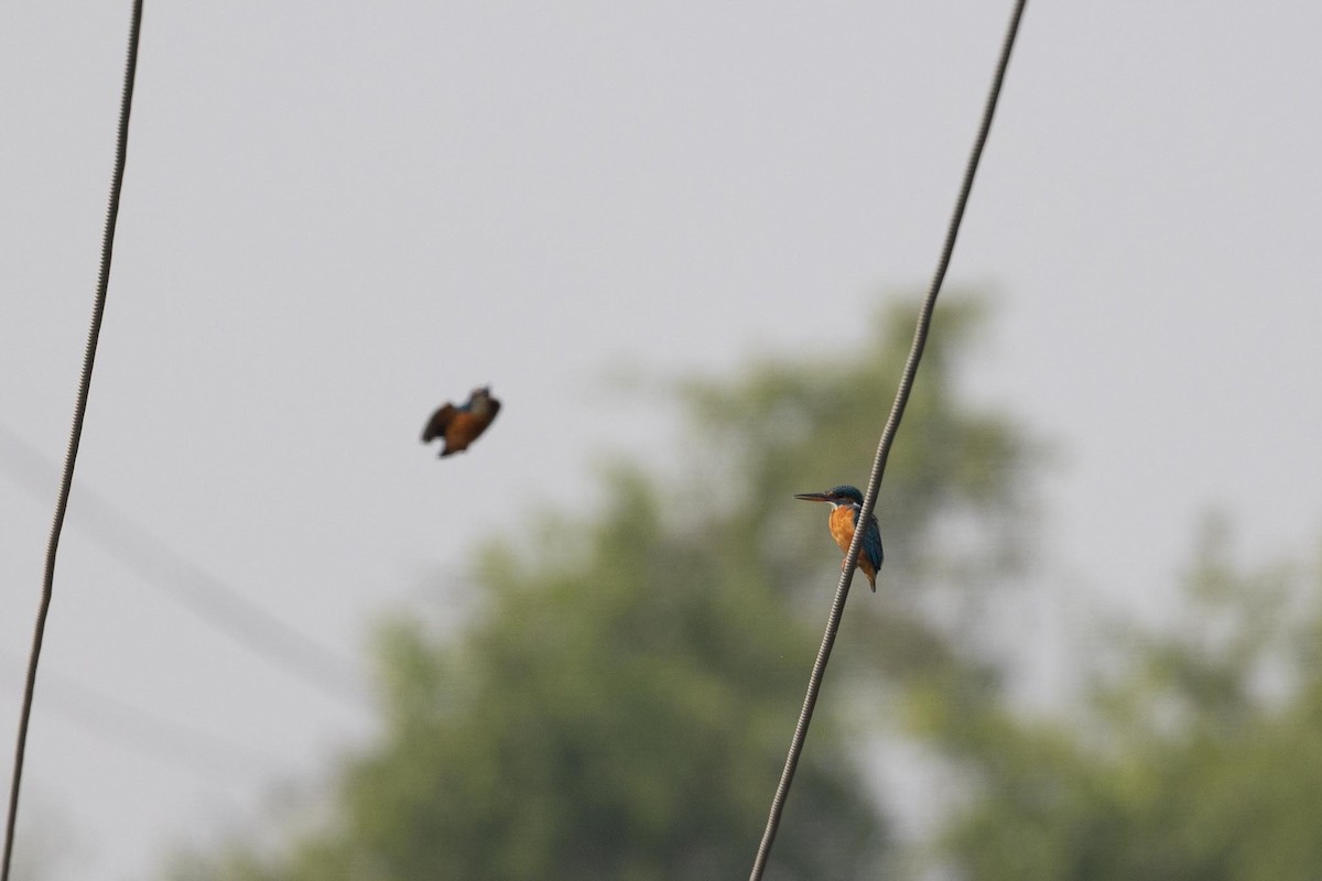 Martin pescatore - ML646706592