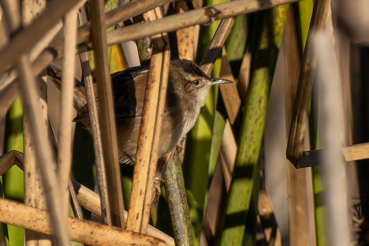 střízlík bažinný - ML646706593