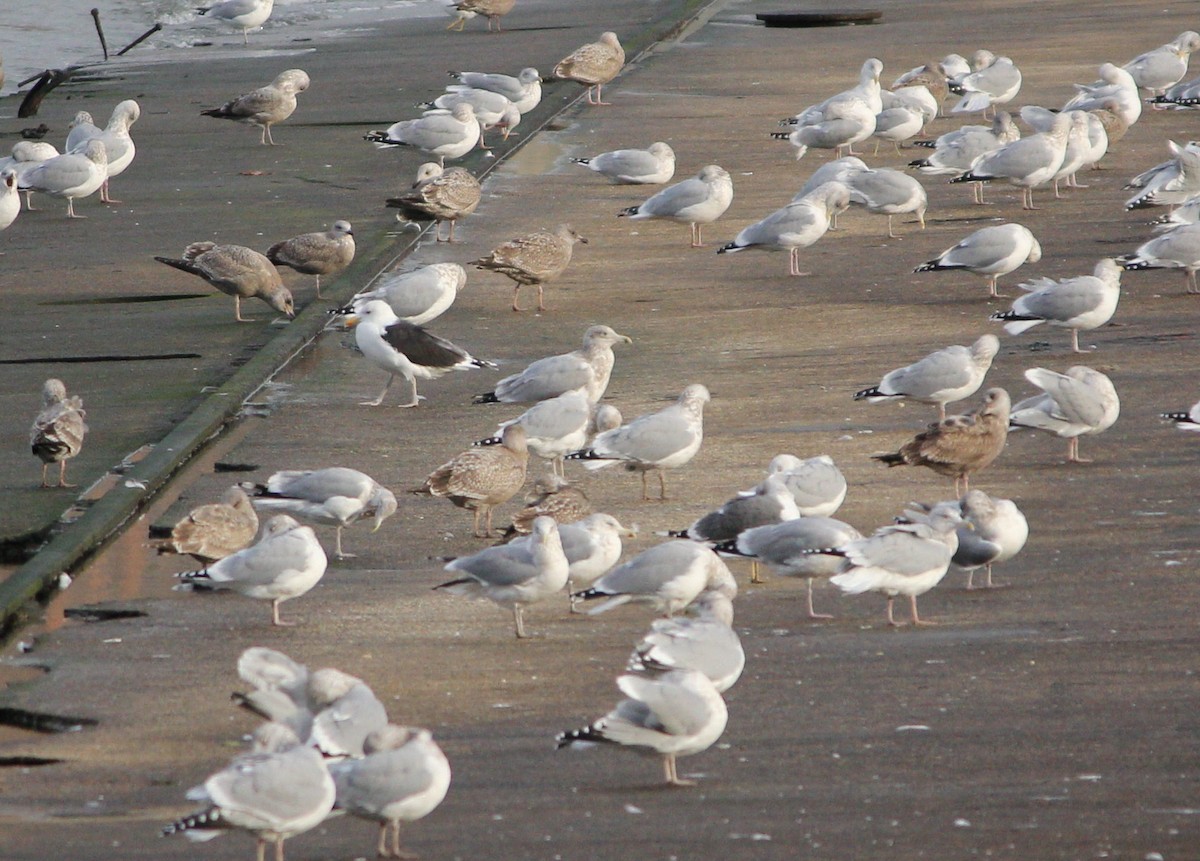 Kaio iluna - ML646706594