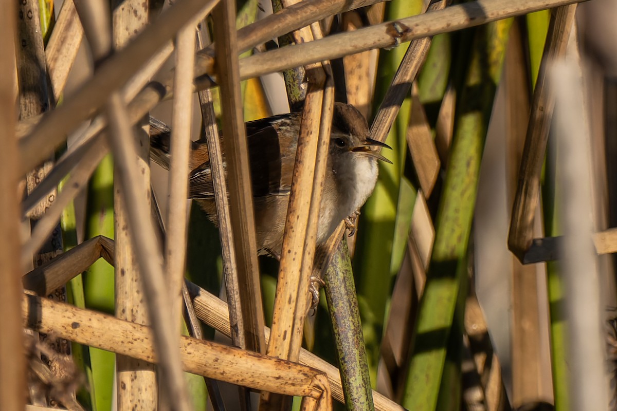 střízlík bažinný - ML646706597