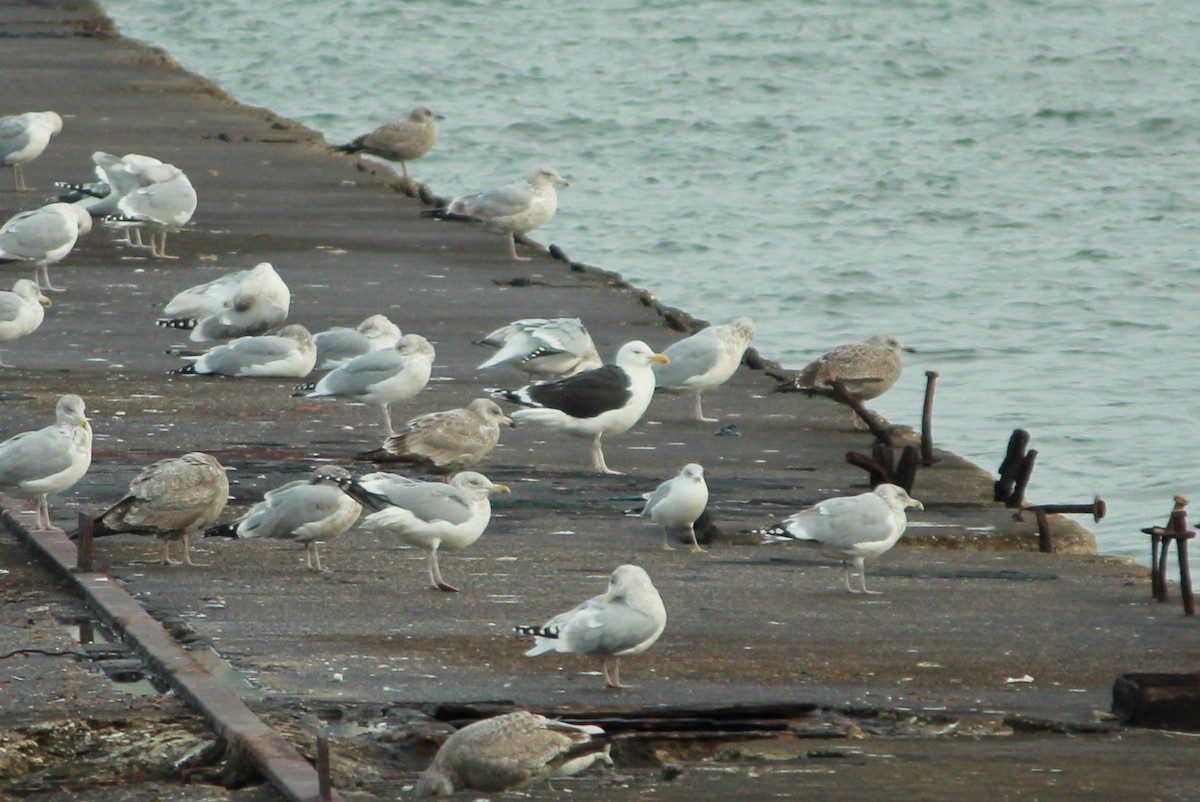 Great Black-backed Gull - ML646706599