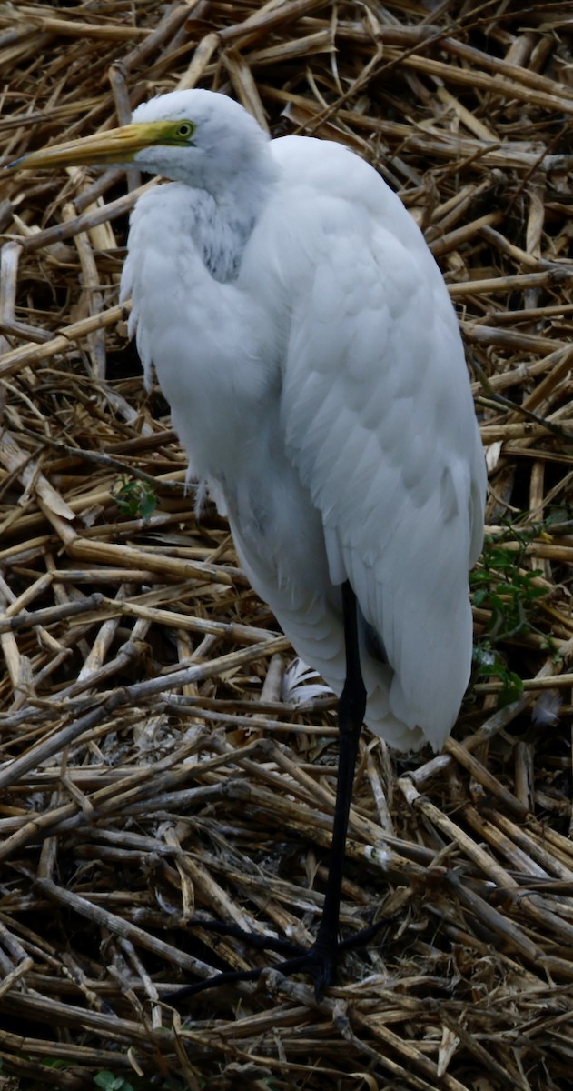 Great Egret - ML646706600
