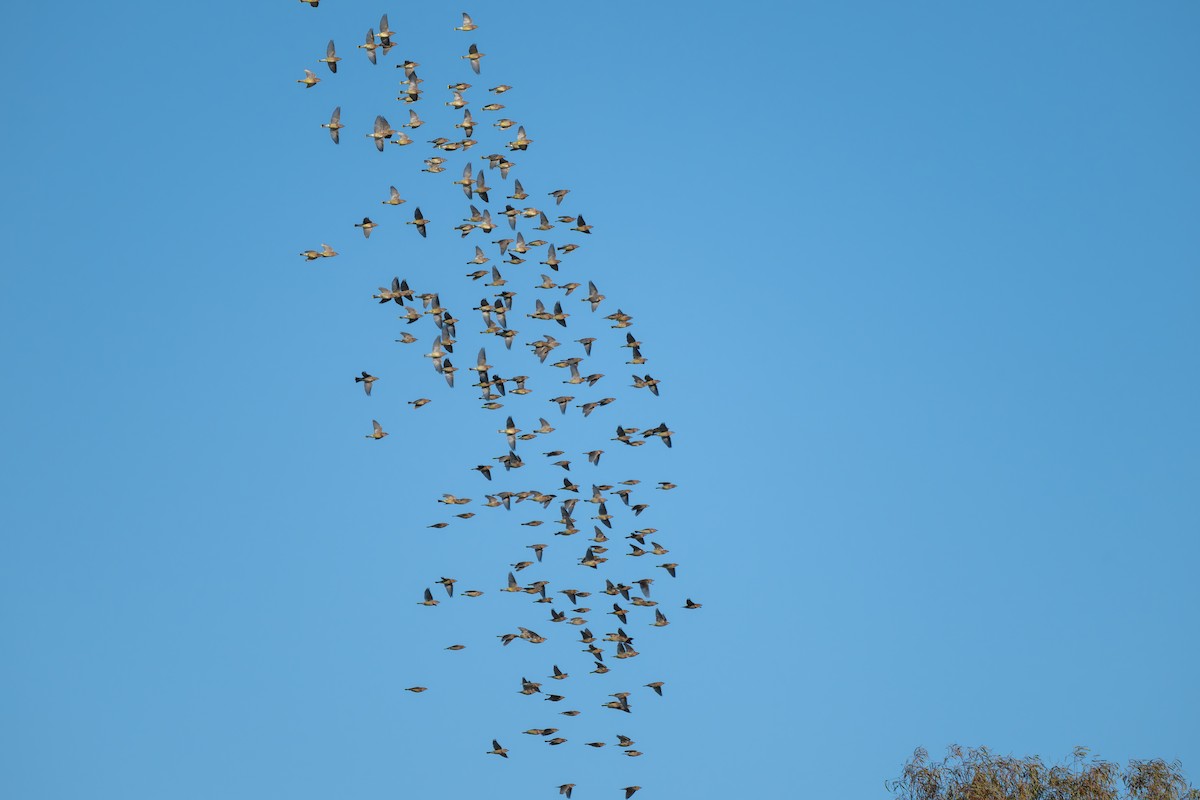 brkoslav americký - ML646706602