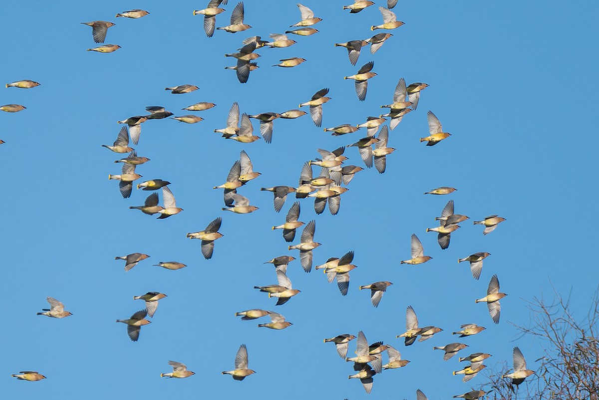 brkoslav americký - ML646706603