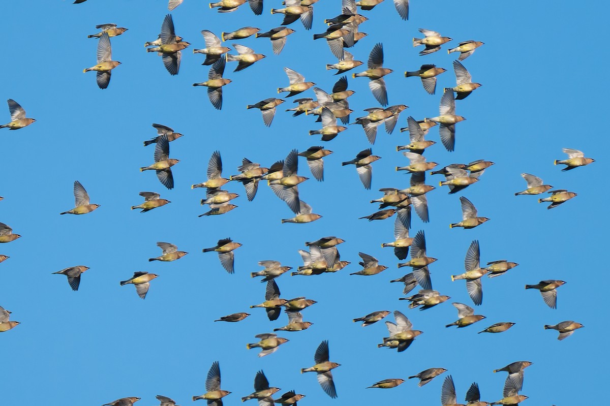 brkoslav americký - ML646706604