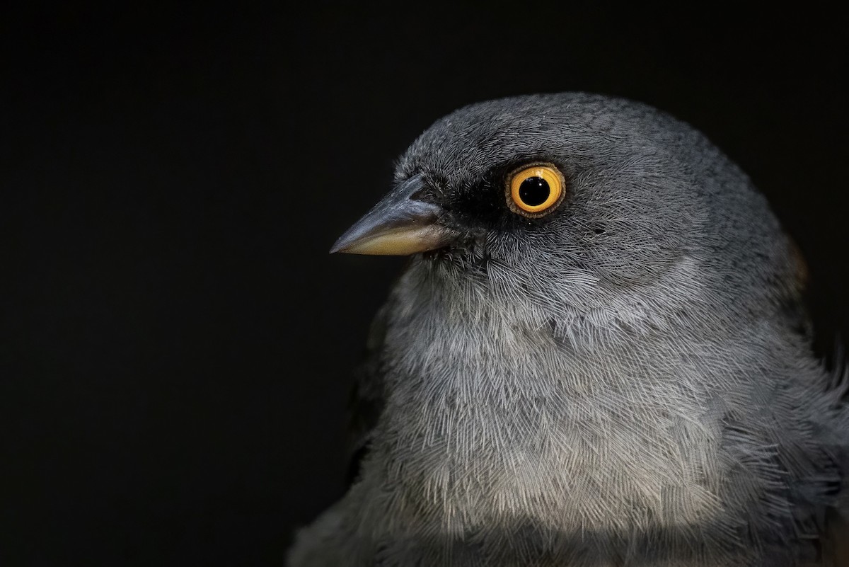 Junco Ojilumbre - ML646706606