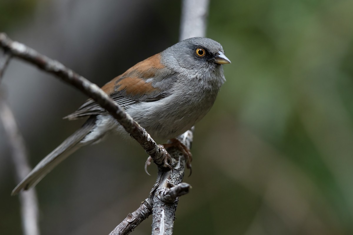 Junco Ojilumbre - ML646706607