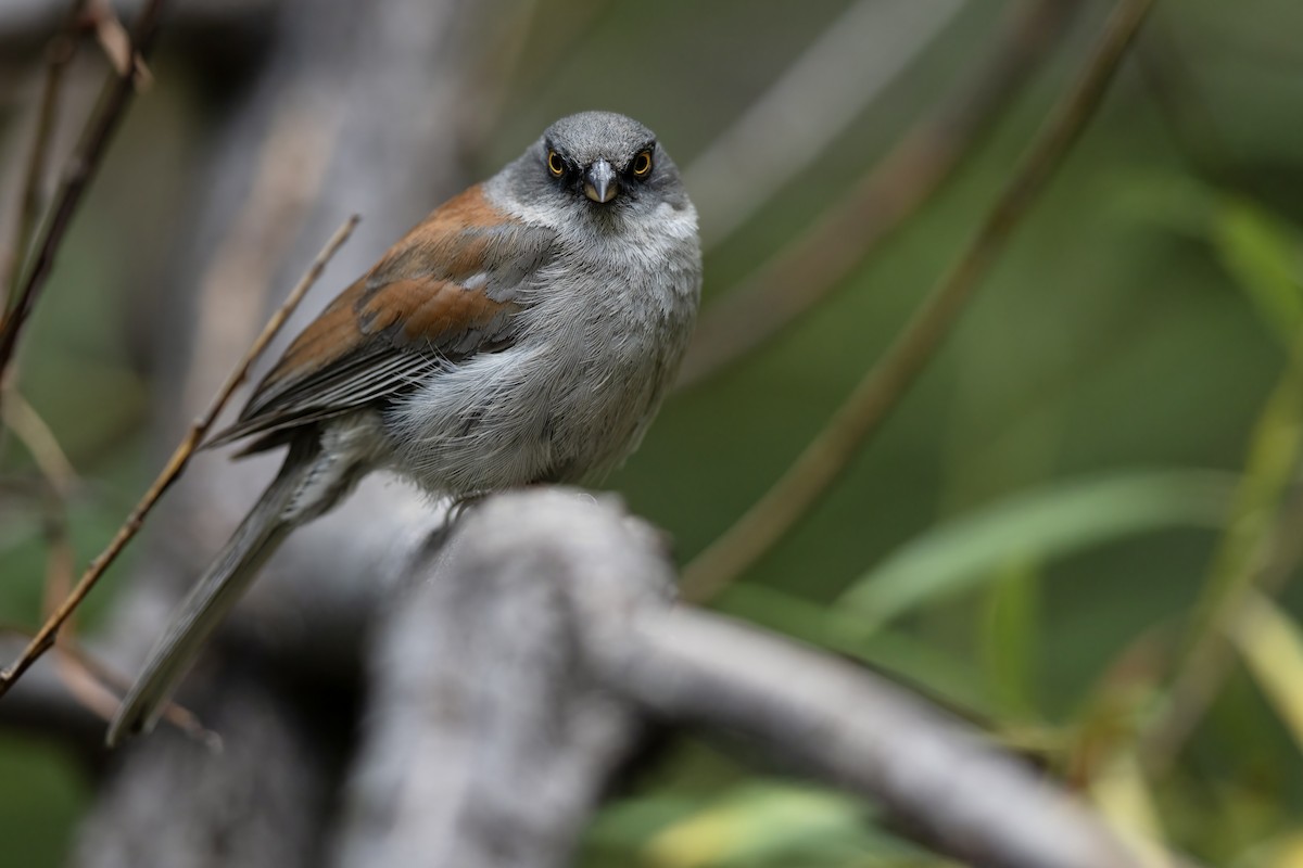 Junco Ojilumbre - ML646706608