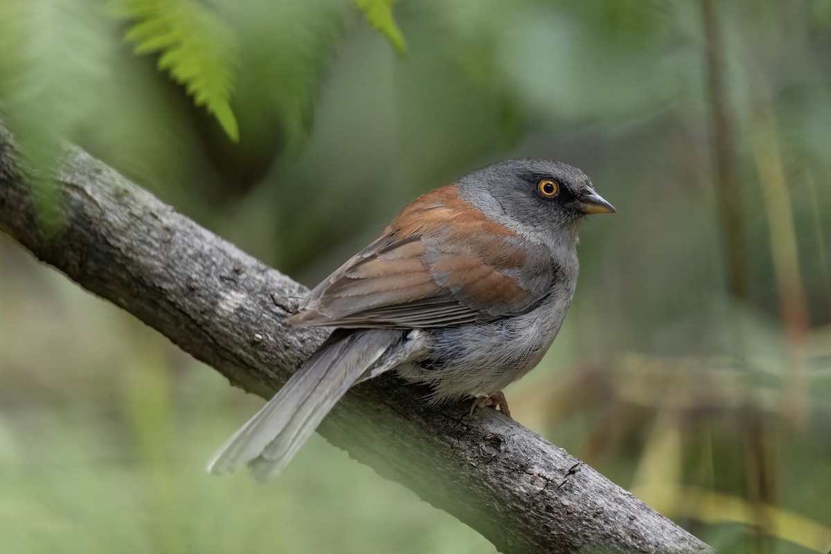 Junco Ojilumbre - ML646706610