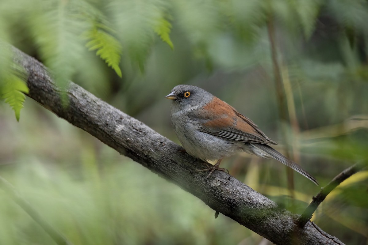 Junco Ojilumbre - ML646706611