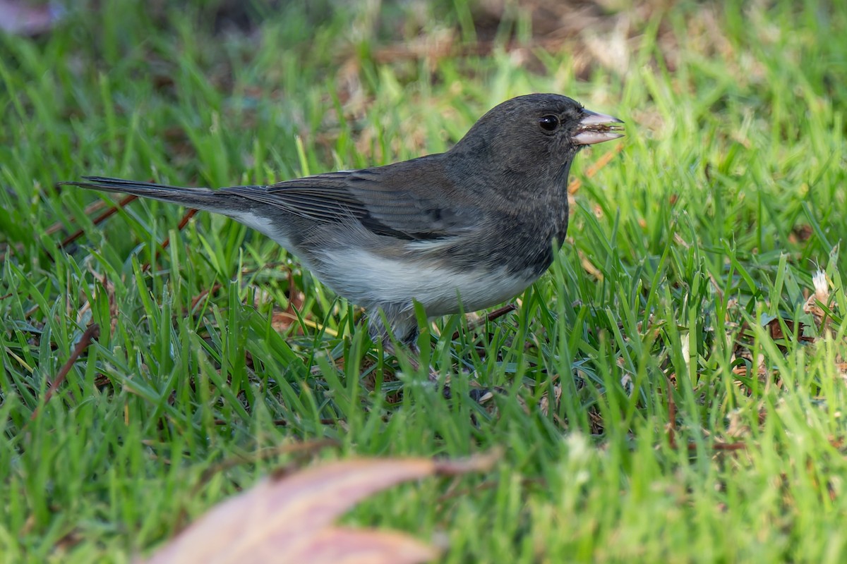 strnadec zimní - ML646706616