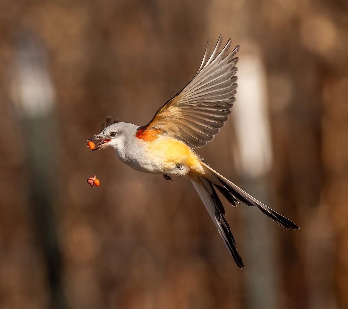 Scissor-tailed Flycatcher - ML646706619