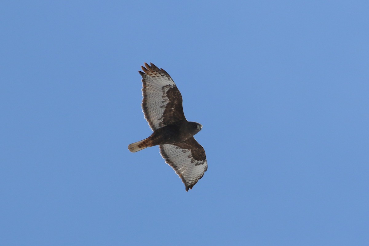 Red-tailed Hawk - ML646706620