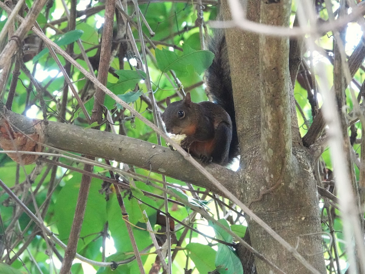 Ardilla de Guayana - ML646706622