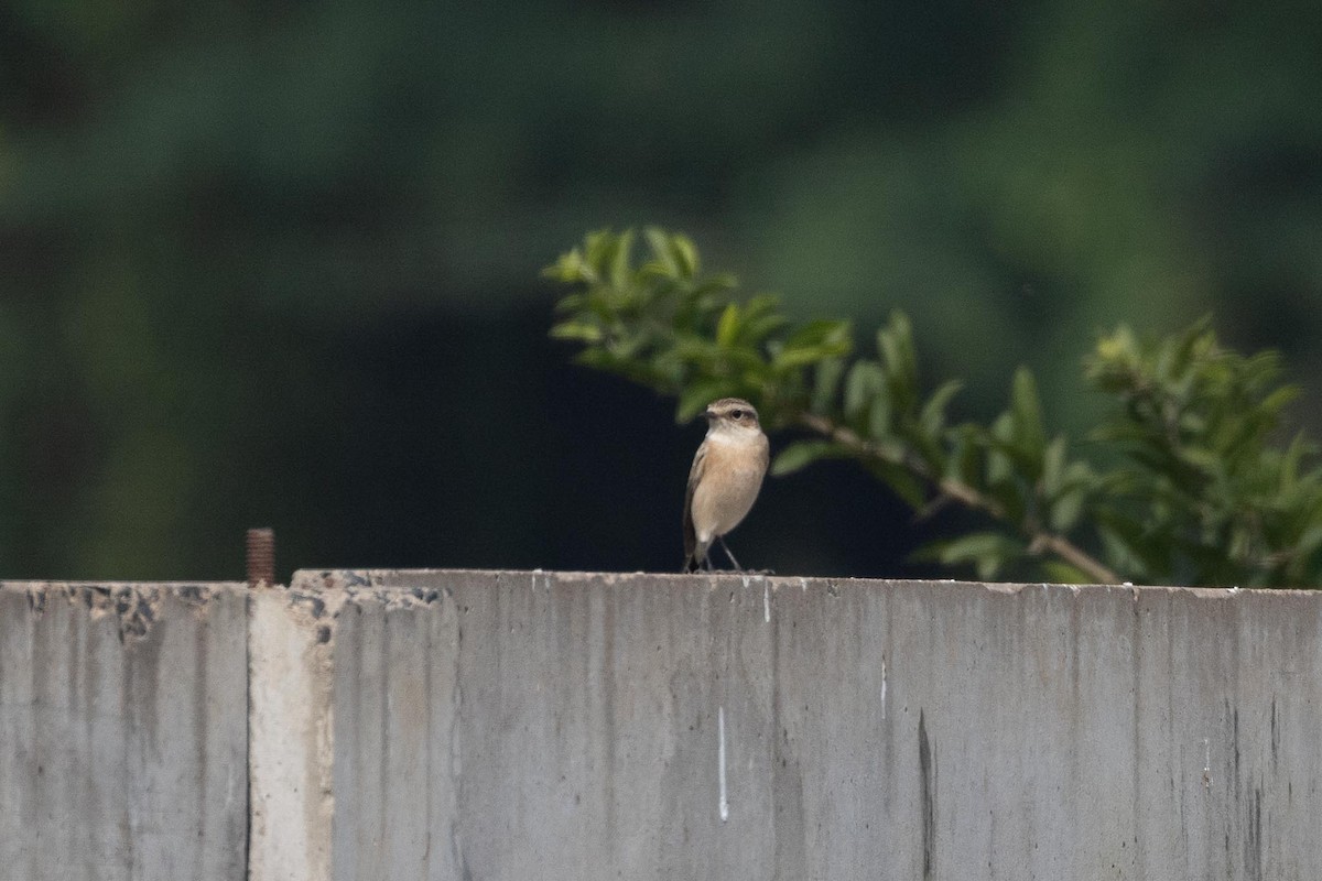 Saltimpalo siberiano - ML646706624