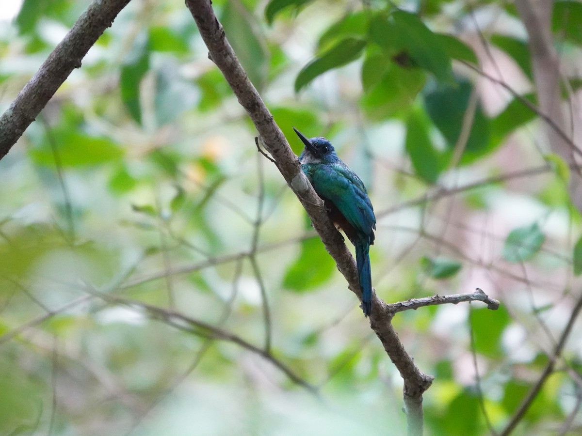 Jacamará Coliverde - ML646706626