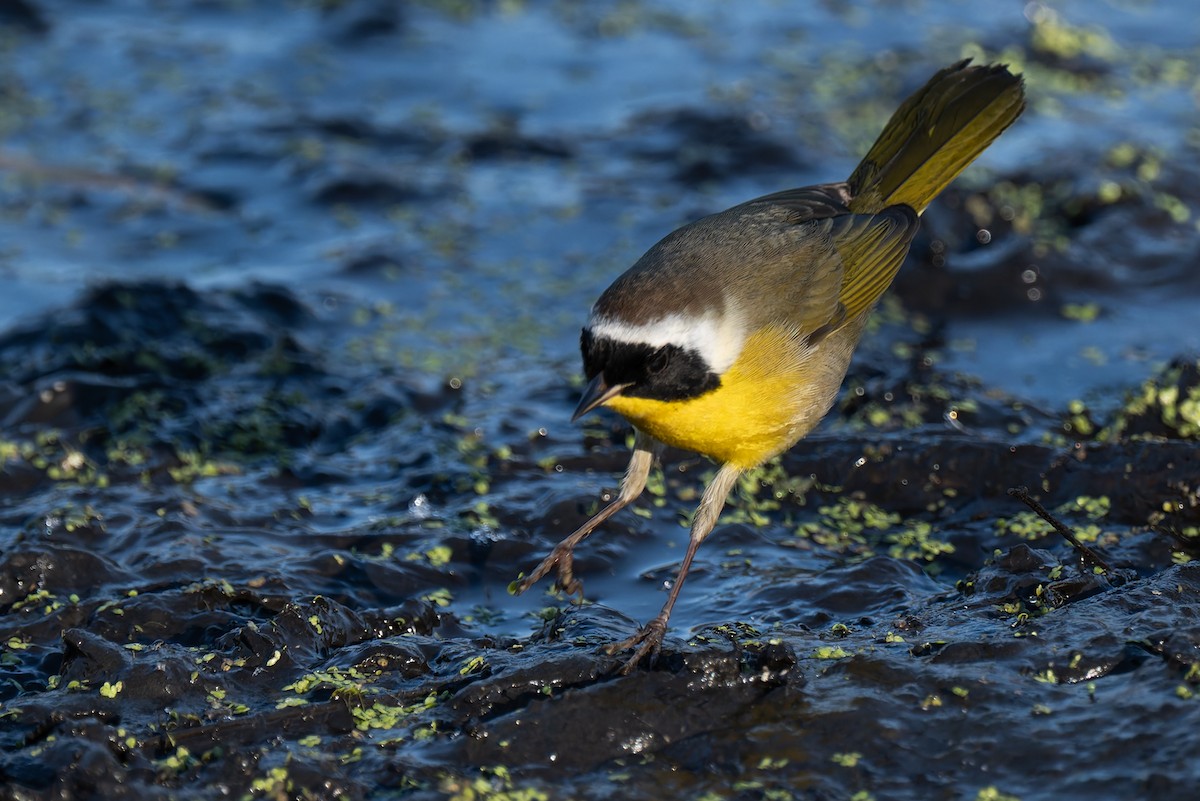 lesňáček žlutohrdlý - ML646706627