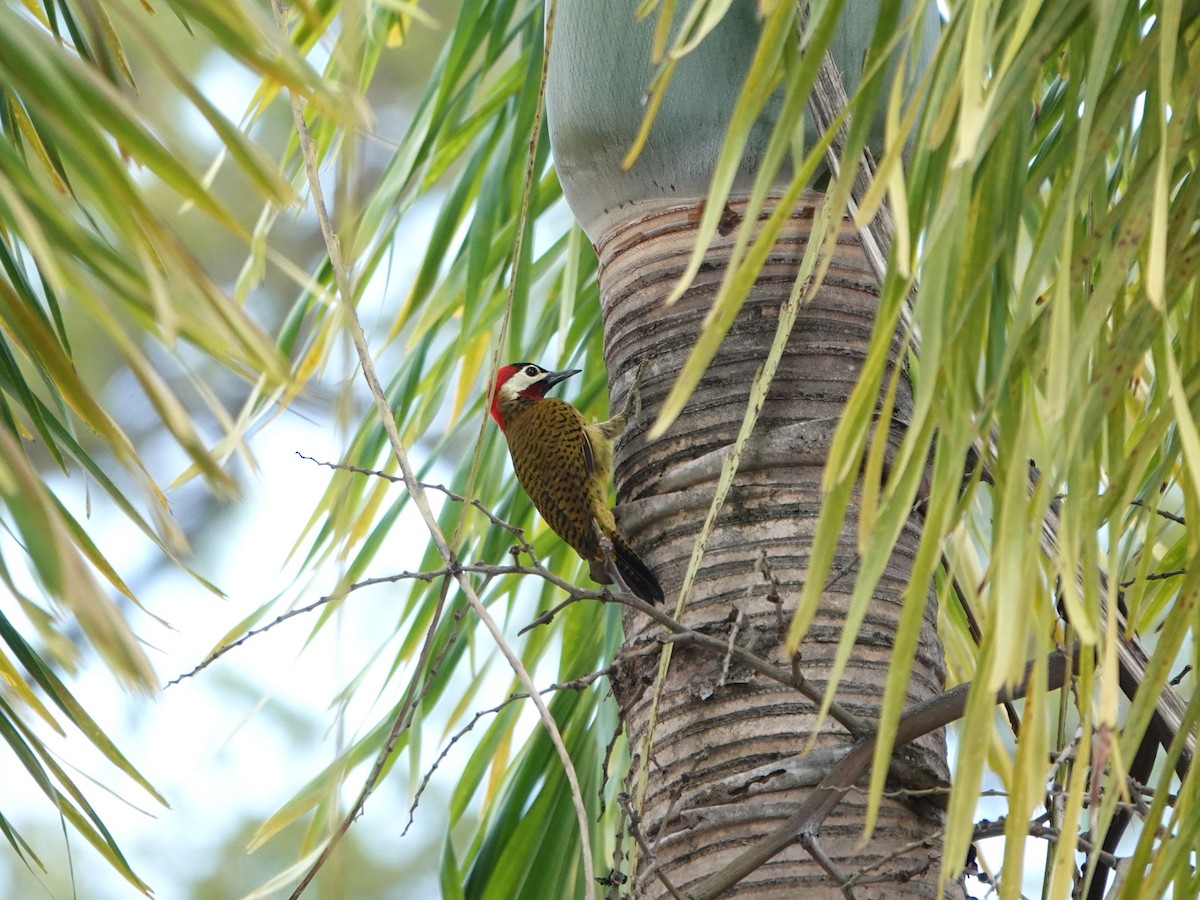Carpintero Moteado - ML646706628