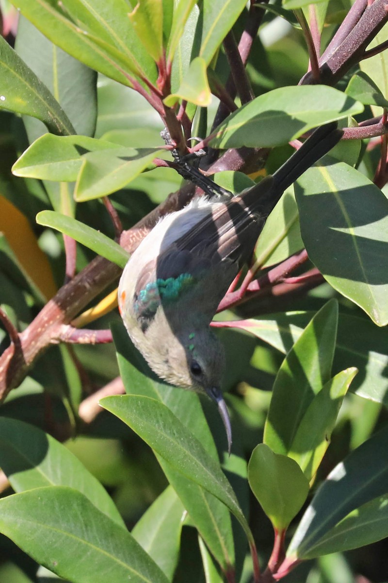 Southern Double-collared Sunbird - ML646706640