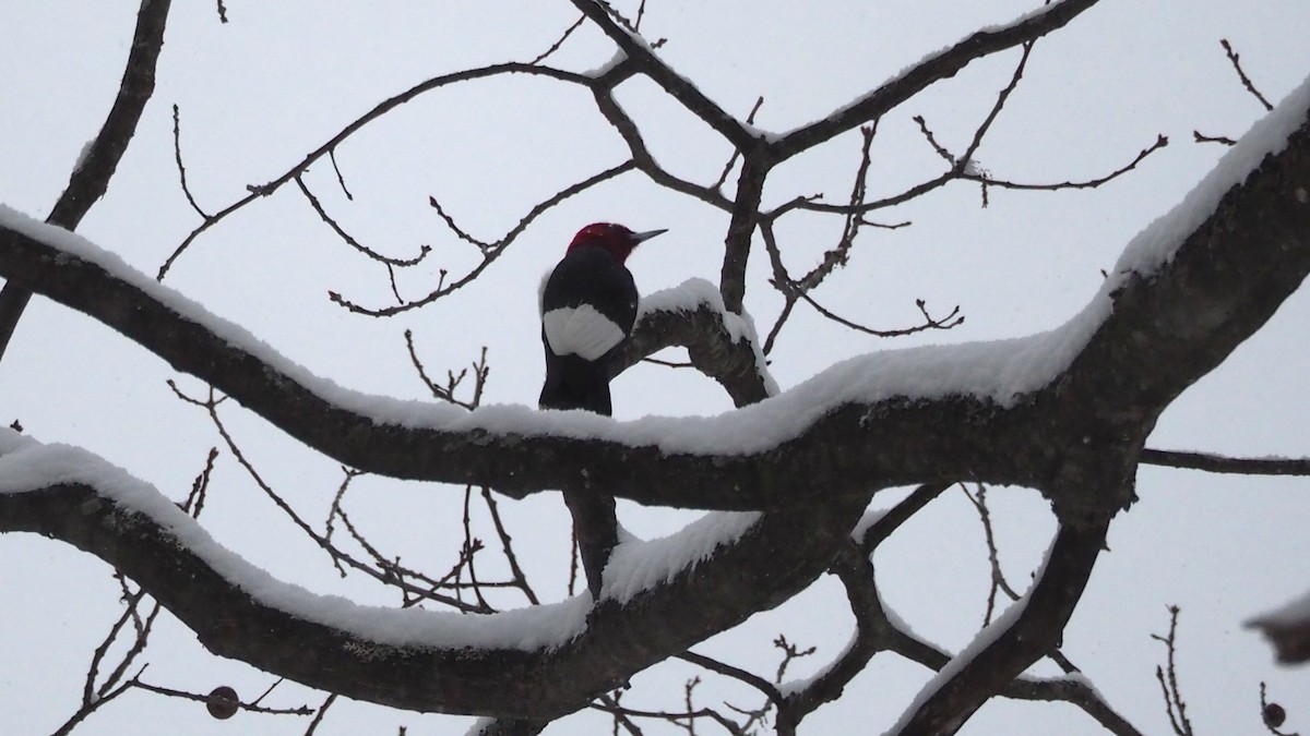 Red-headed Woodpecker - ML646706641