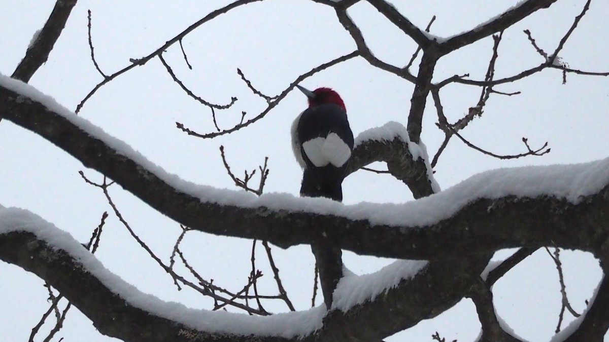 Red-headed Woodpecker - ML646706642