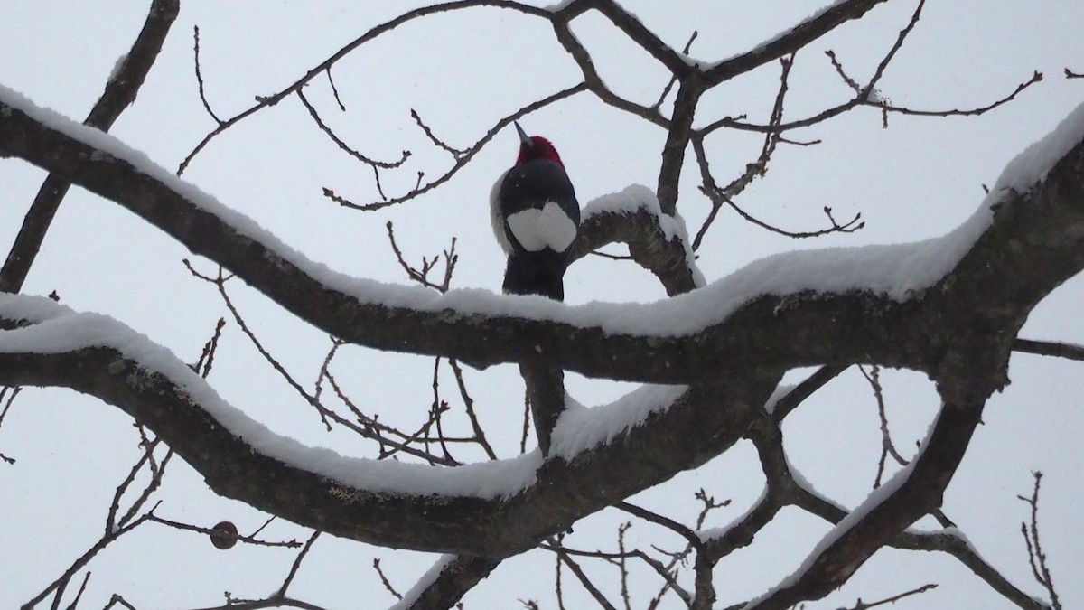 Red-headed Woodpecker - ML646706643