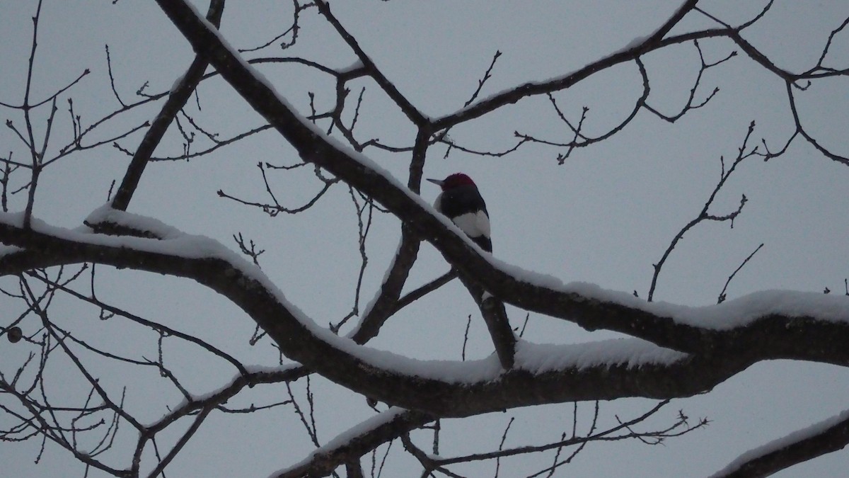 Red-headed Woodpecker - ML646706644