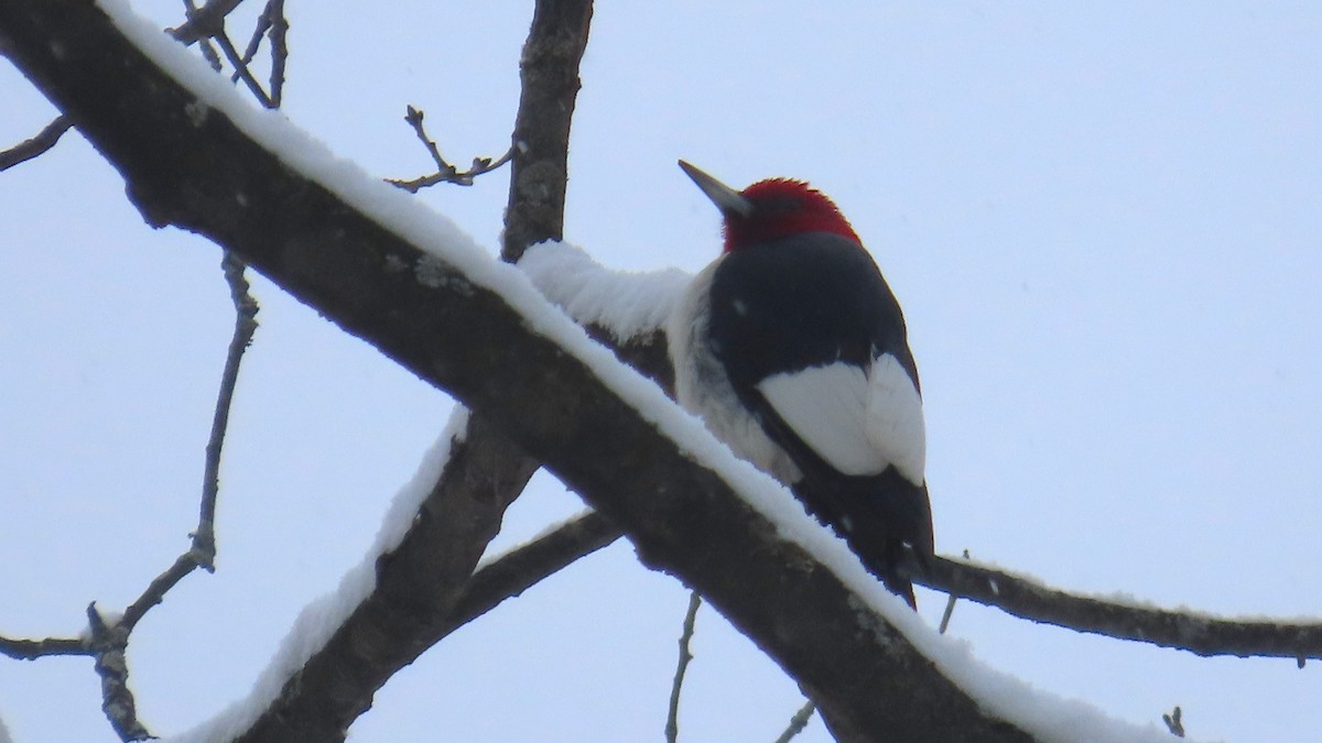 Red-headed Woodpecker - ML646706645