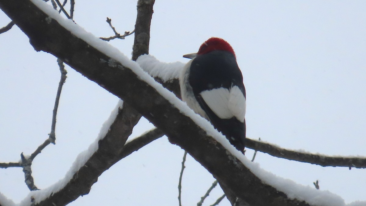 Red-headed Woodpecker - ML646706646