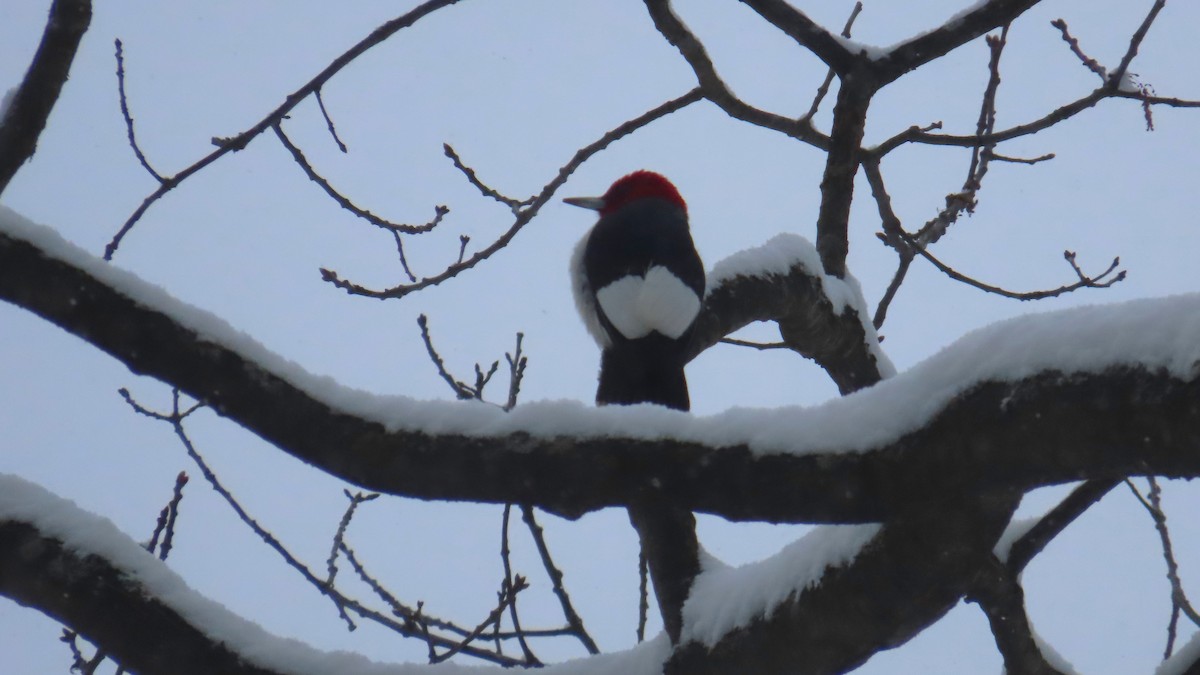 Red-headed Woodpecker - ML646706647