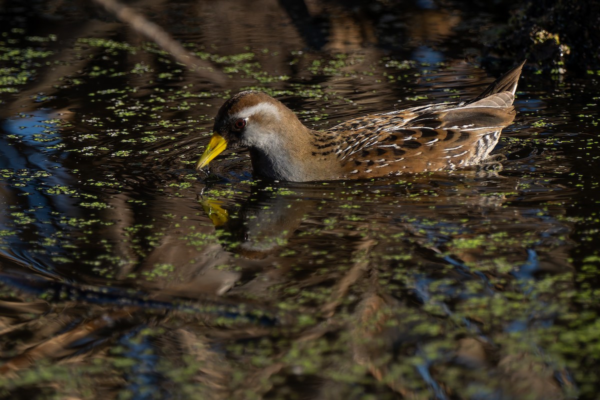 chřástal karolínský - ML646706651