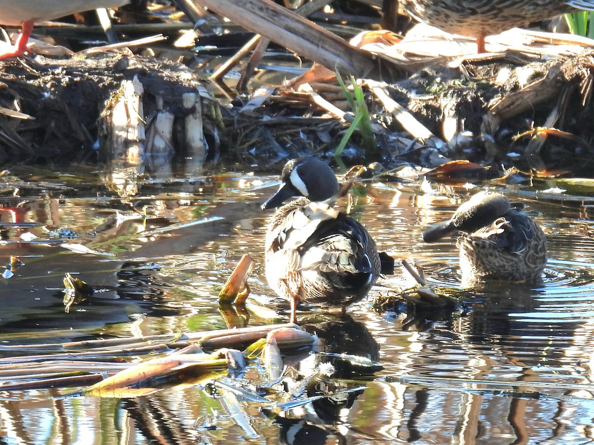 Zertzeta hegalurdina - ML646706653