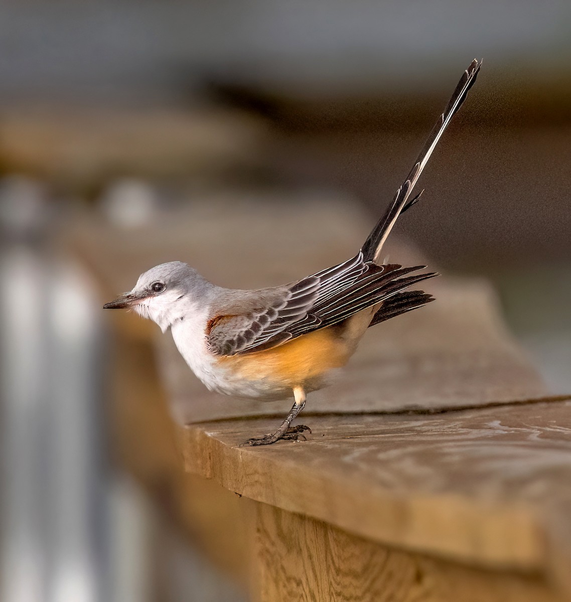 Scissor-tailed Flycatcher - ML646706656