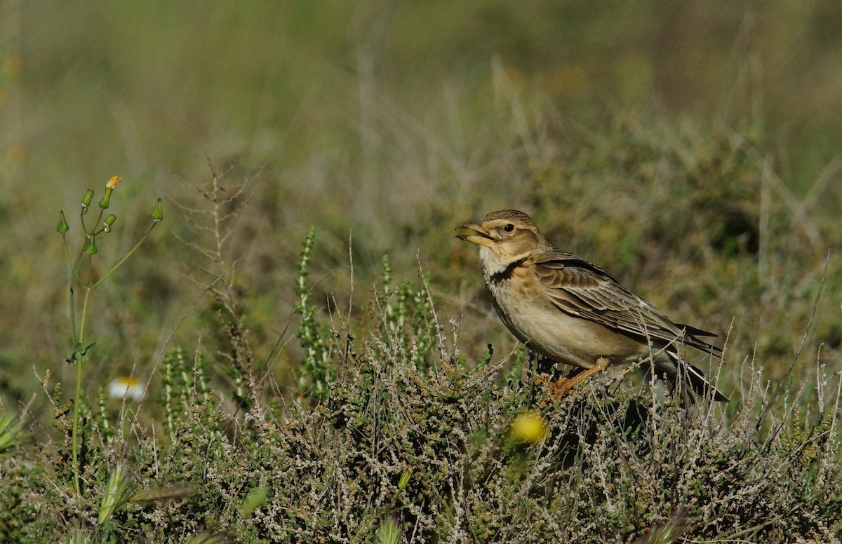 Alouette calandre - ML646706670