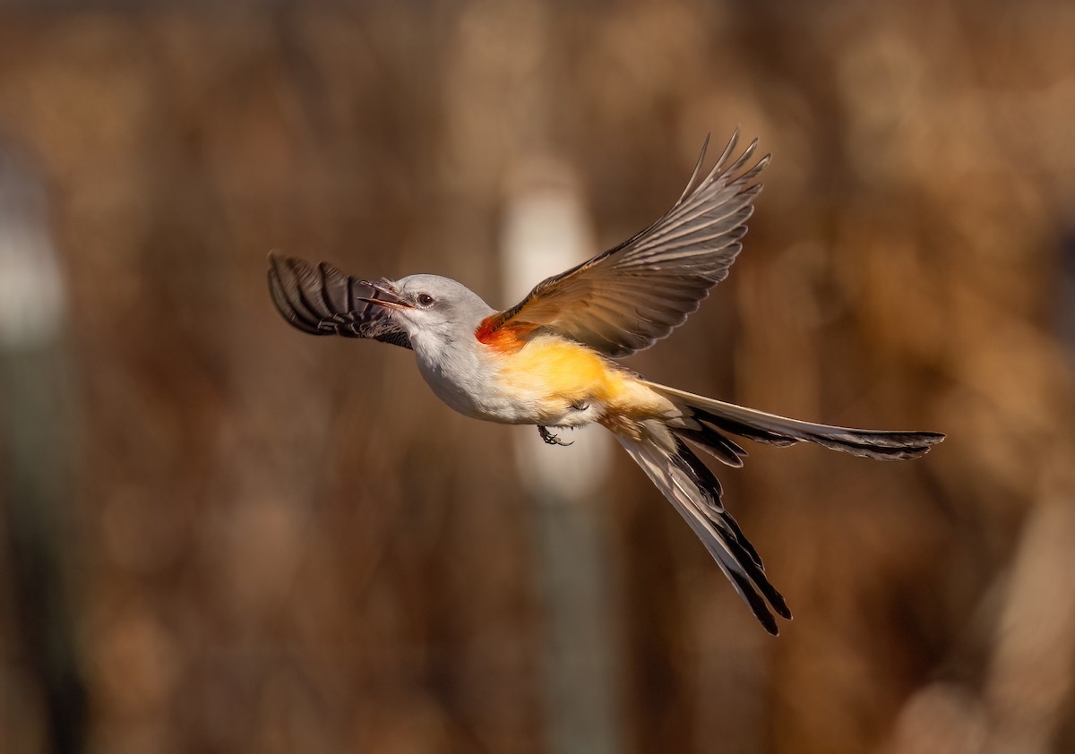 Scissor-tailed Flycatcher - ML646706672