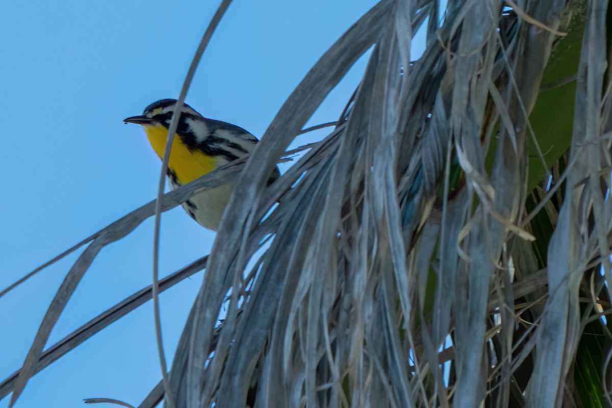 gulstrupeparula - ML646706674