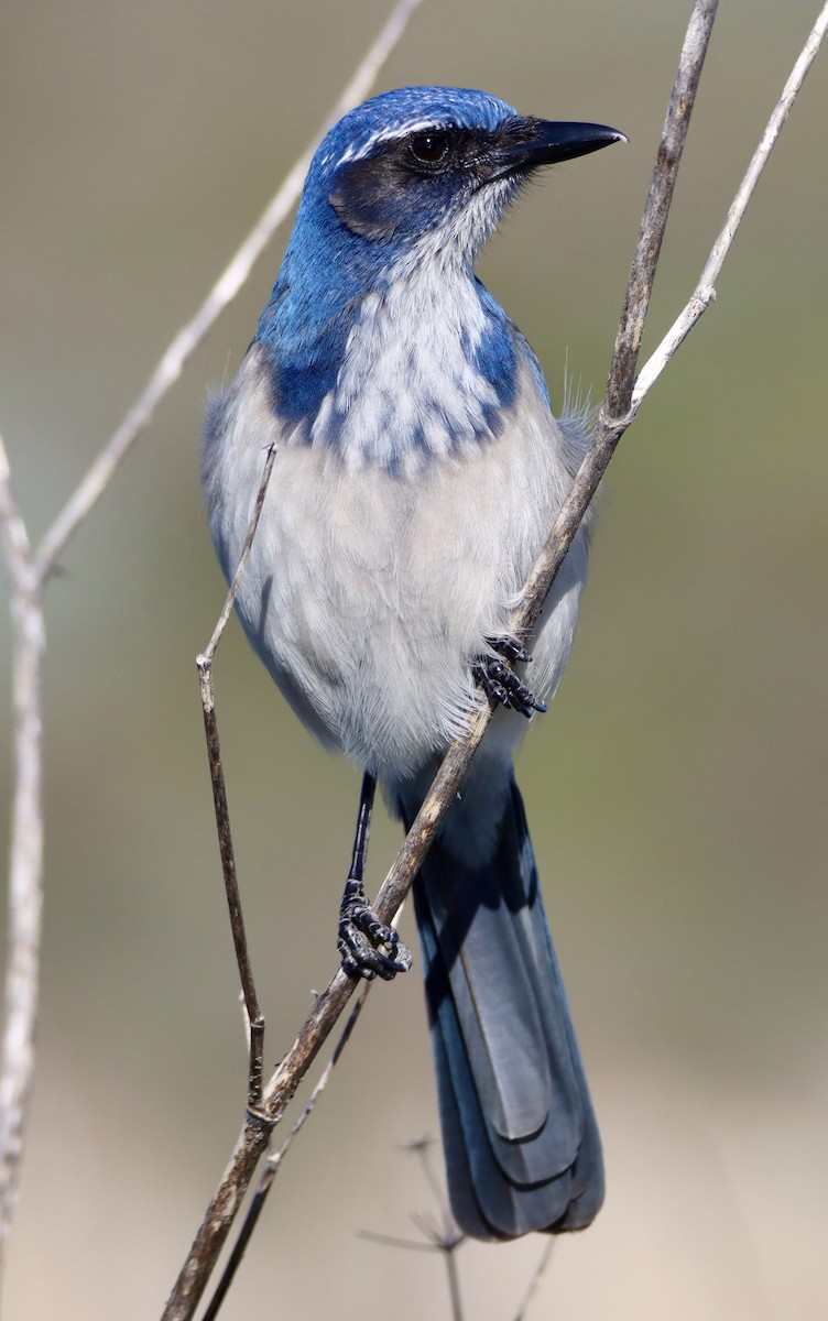 Калифорнийская сойка - ML646706675