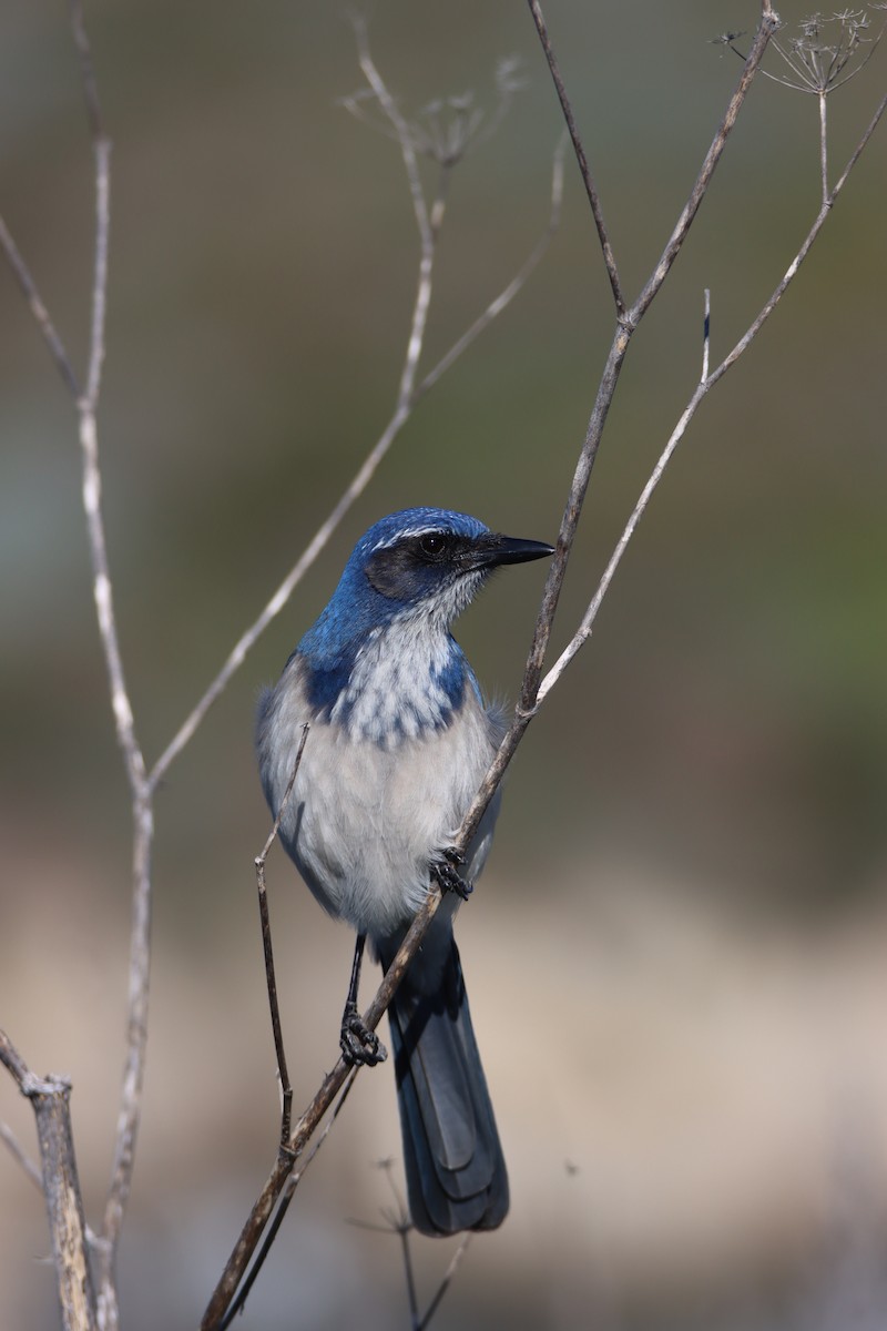 Калифорнийская сойка - ML646706676