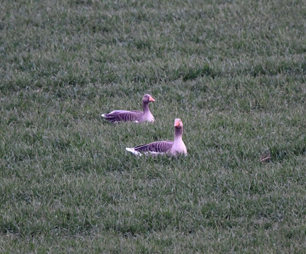 ハイイロガン（anser） - ML646706677