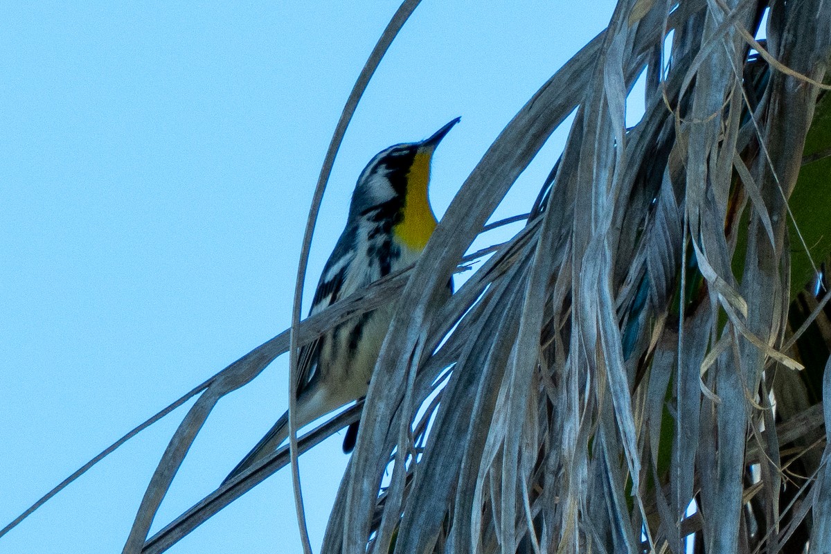 gulstrupeparula - ML646706682