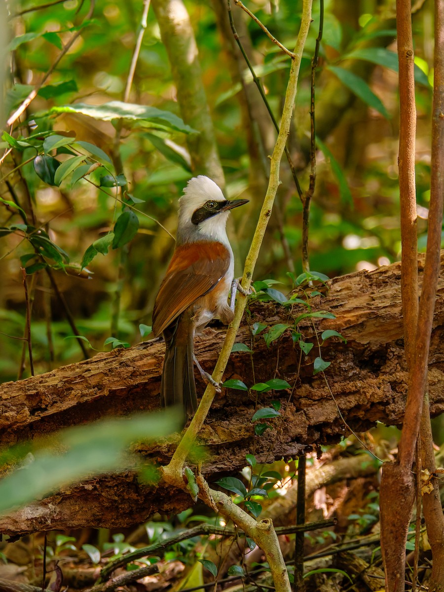 White-crested Laughingthrush - ML646706686