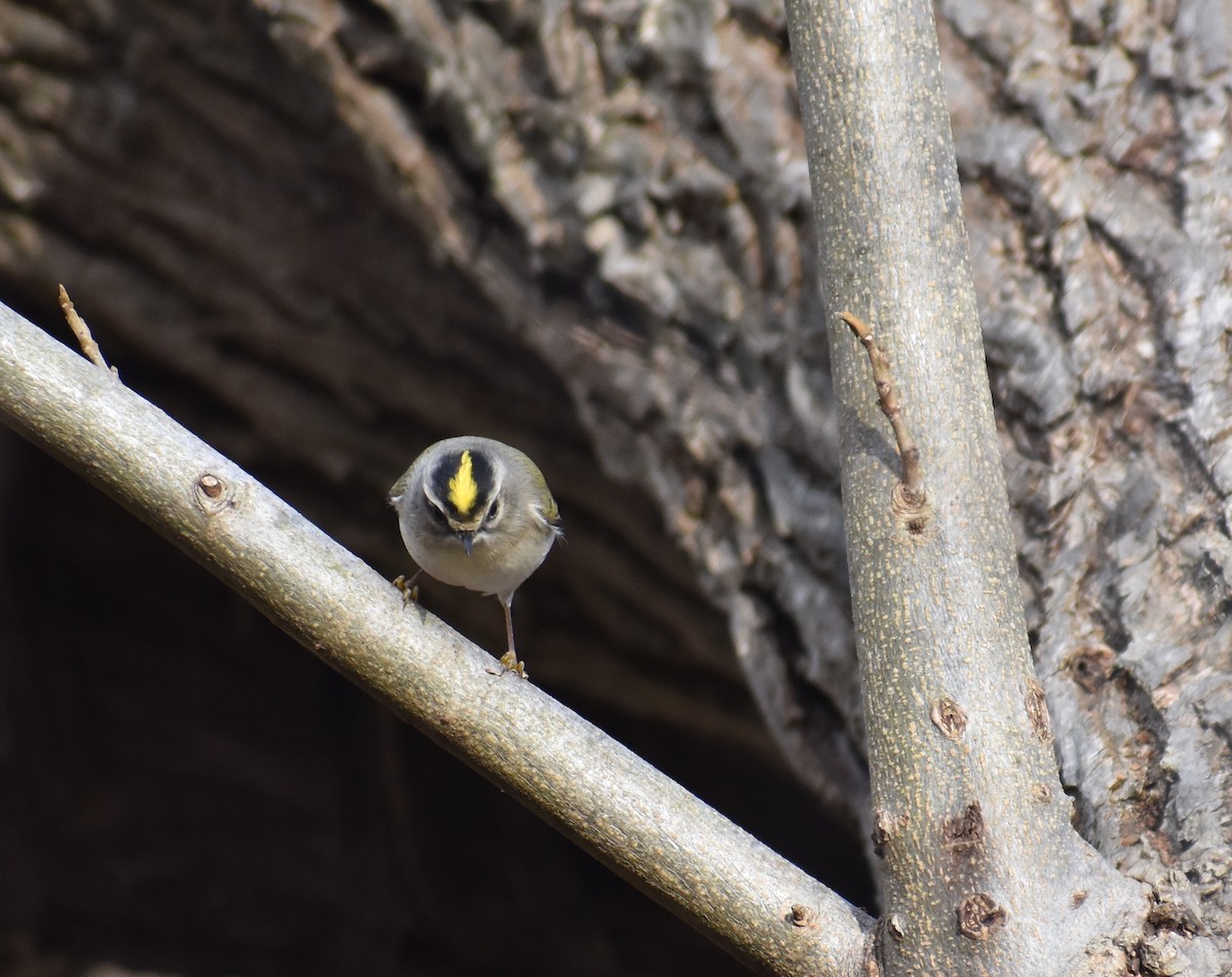 Erregetxo amerikarra - ML646706688