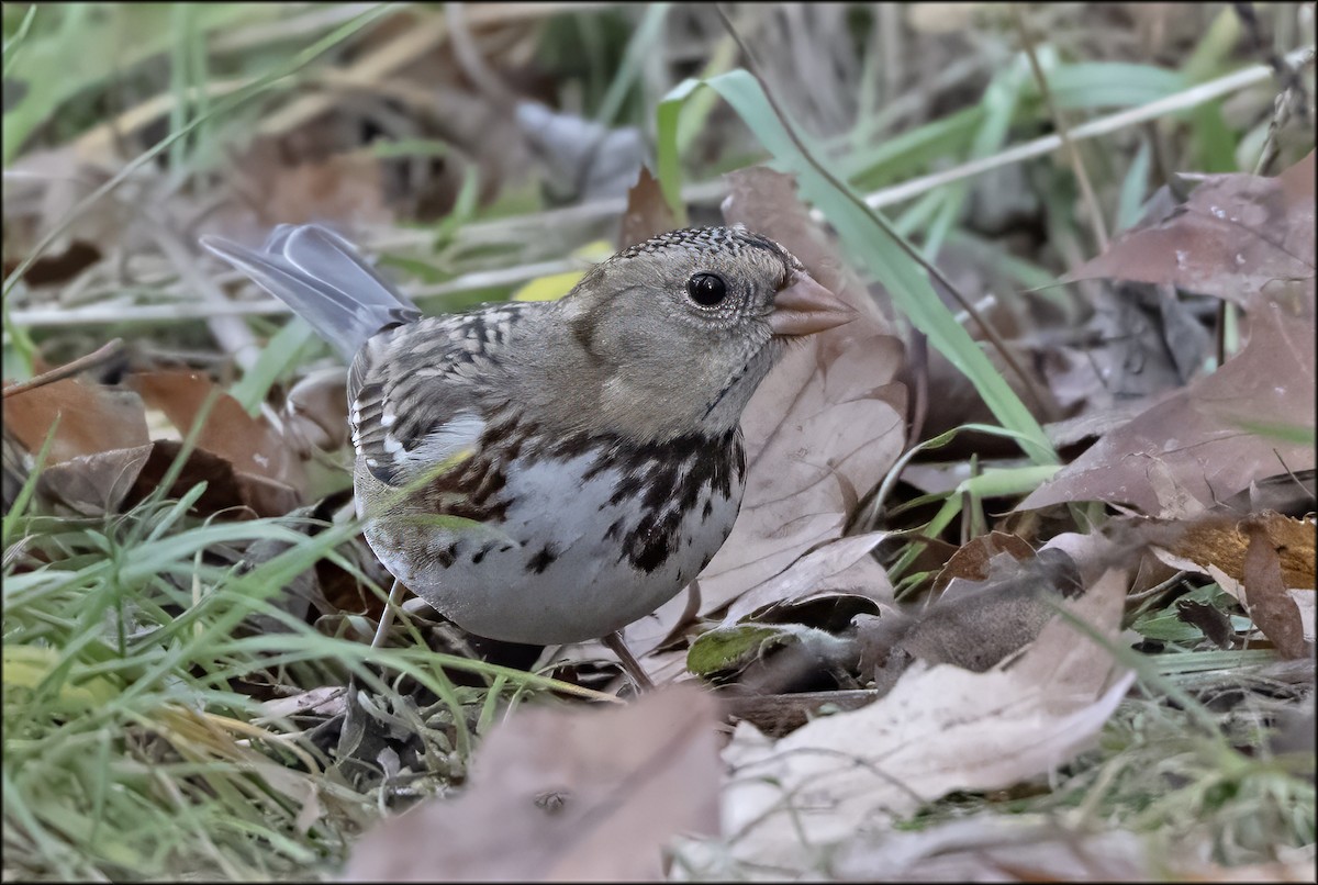 Harris's Sparrow - ML646706689