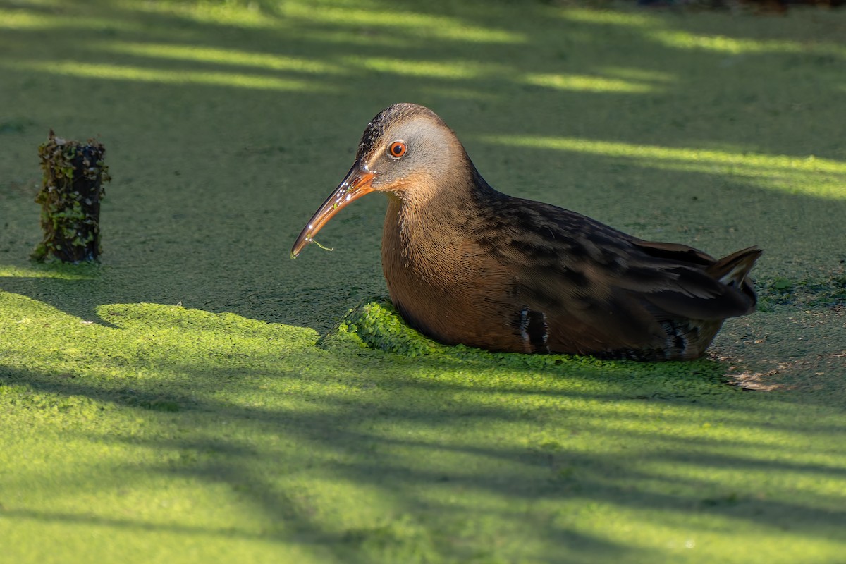 Пастушок віргінський - ML646706690
