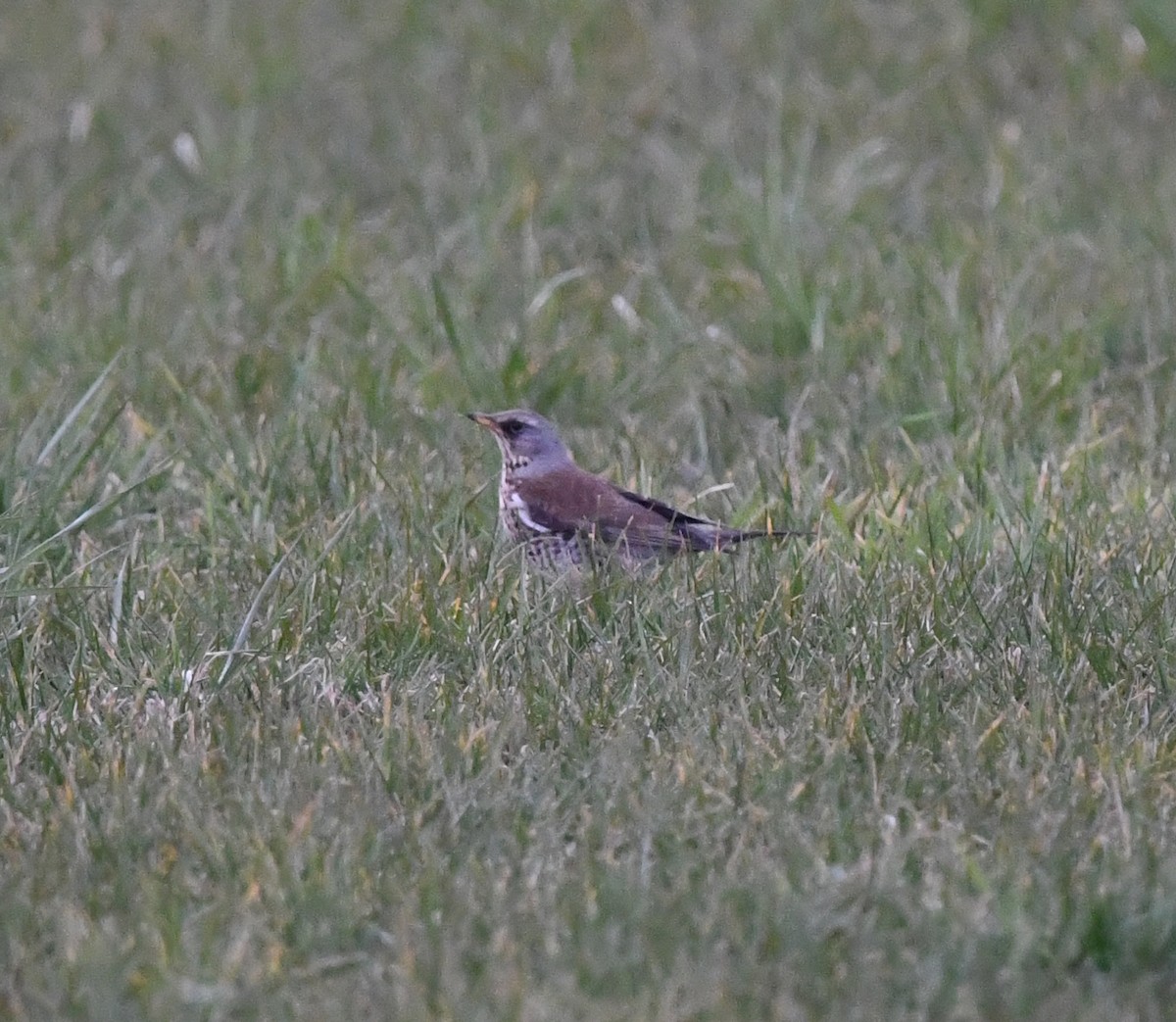 Fieldfare - ML646706691